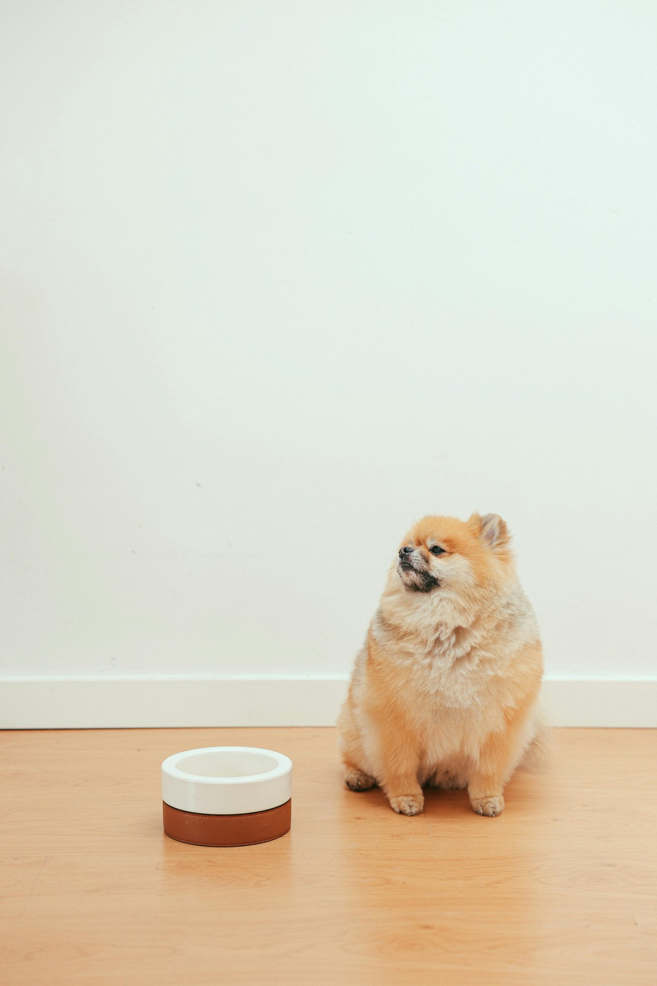 Dog with its food